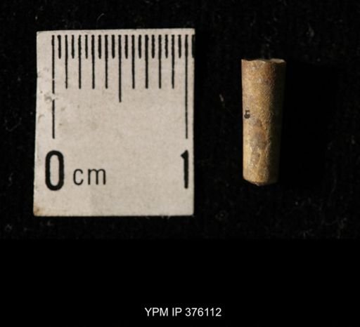 Pseudorthoceras knoxense
