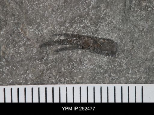 undet. Eurypterida