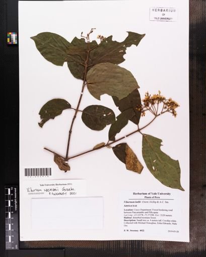 Viburnum hallii