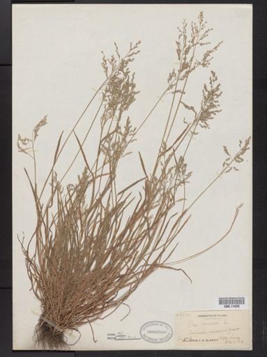 Poa annua