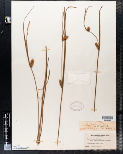 Plantae