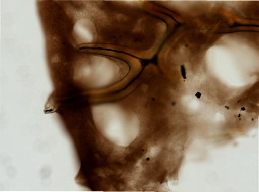 Aplysina