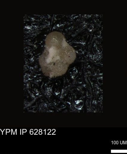 undet. Foraminiferida