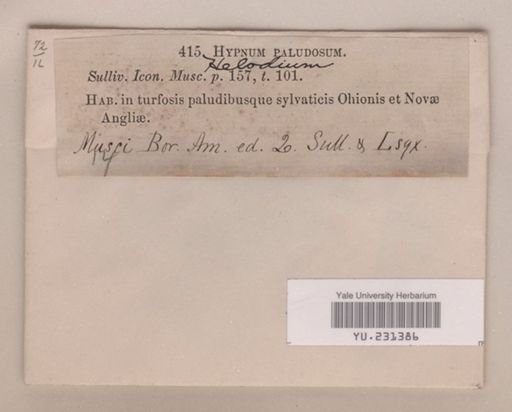 Helodium paludosum