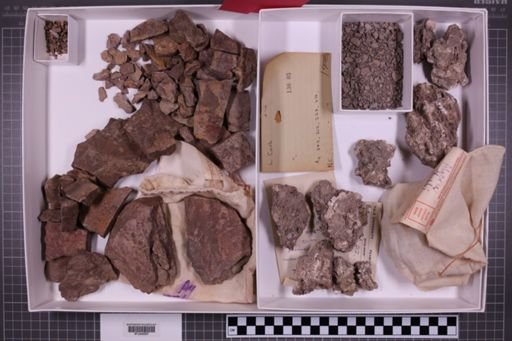 mixed taxa, stratigraphic collection