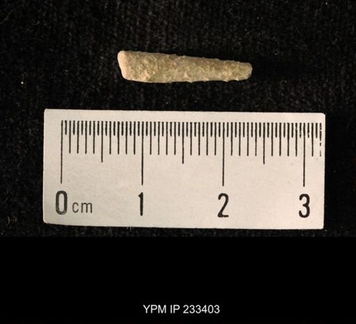Archaeocidaris sp.