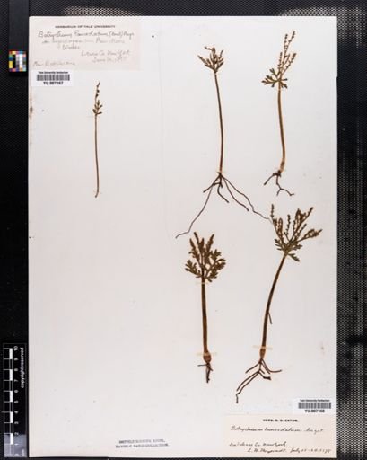 Botrychium lanceolatum