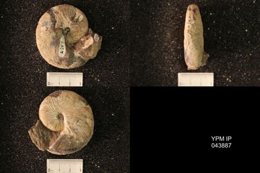 Hoploscaphites nicolletii