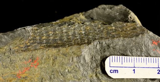 Drepanophycus sp.