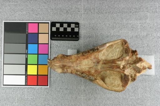 Hyaenodon (Neohyaenodon) horridus