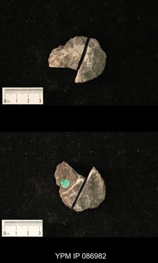 Trocholites desertus