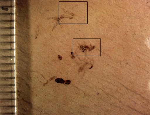 undet. Diptera