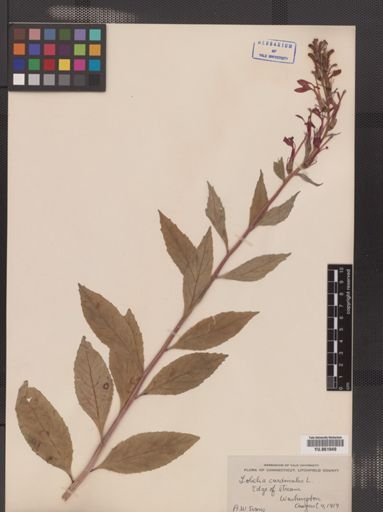 Lobelia cardinalis