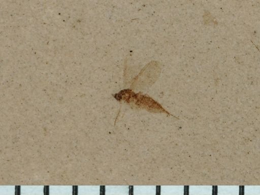 undet. Hymenoptera