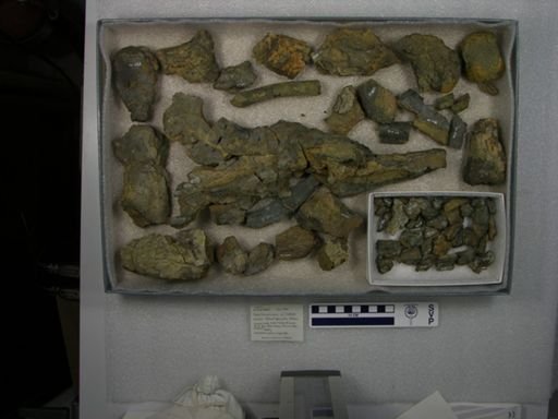 Coryphodon sp.