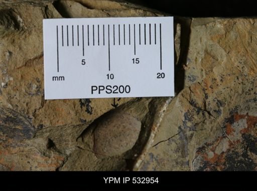 Brachiopoda