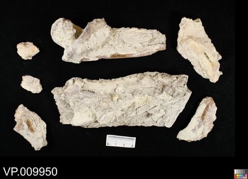 undet. Ichthyodectidae