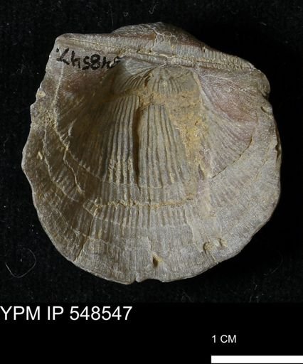 Stropheodonta navalis