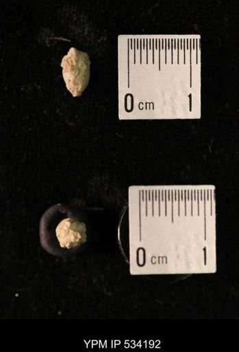 Talarocrinus sp.
