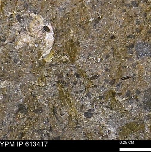 Scaphites sp.