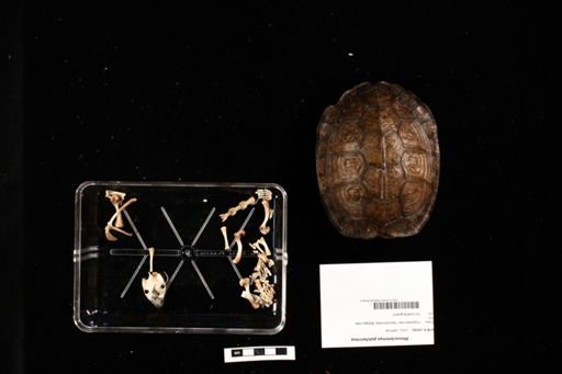 Rhinoclemmys pulcherrima