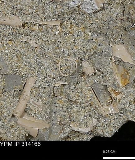 undet. Scaphopoda