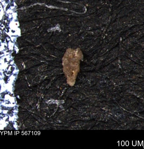 Verneuilina canadensis
