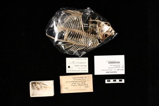 Holacanthus ciliaris