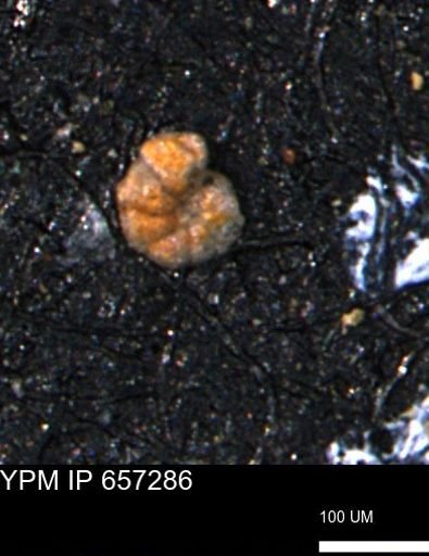Alveolophragmium linki