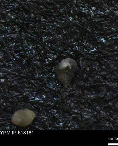 undet. Heterohelicidae