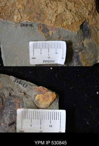 undet. Xiphosurida