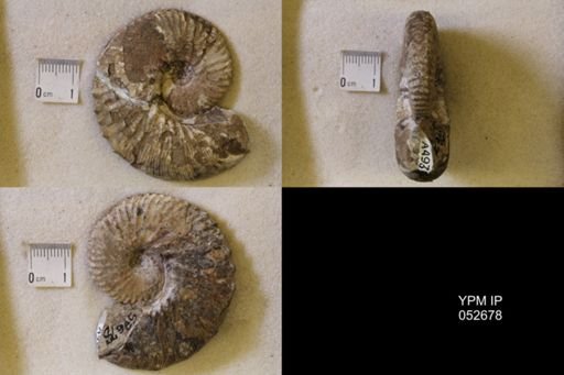 Hoploscaphites comprimus