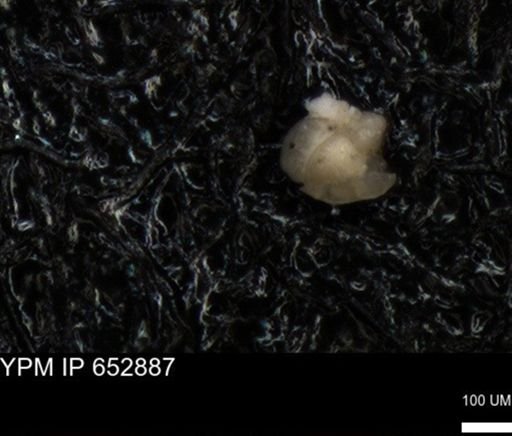 undet. Foraminiferida