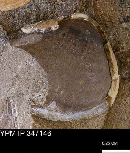 undet. Bivalvia