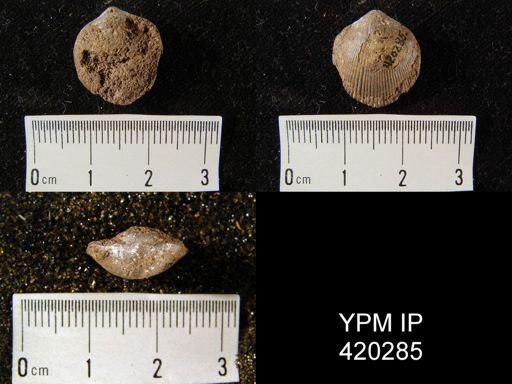 Radiatrypa sp.