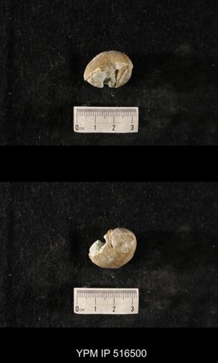Cyclonema daytonensis