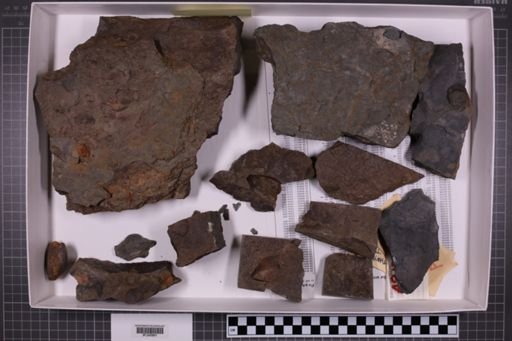 mixed taxa, stratigraphic collection