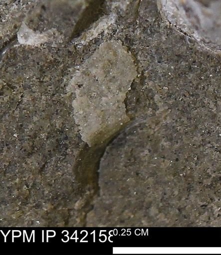 undet. Bivalvia