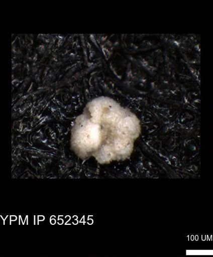 undet. Rugoglobigerinidae