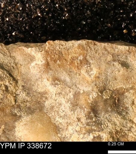 undet. Mollusca