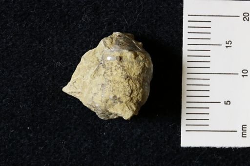 Marginifera wabashensis