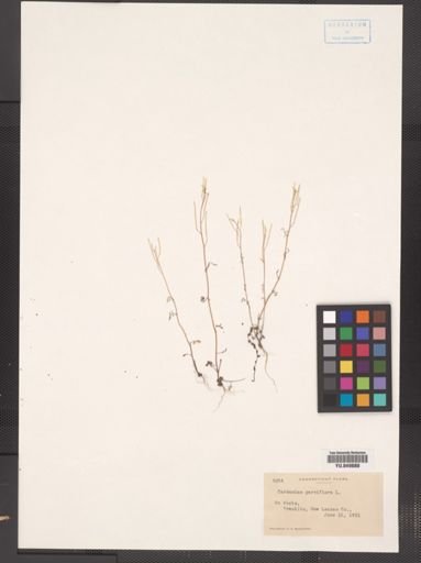 Cardamine parviflora var. arenicola