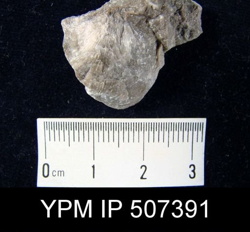 Rhipidomella vanuxemi