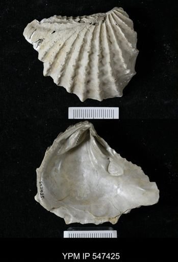 Pterotrigonia sp.