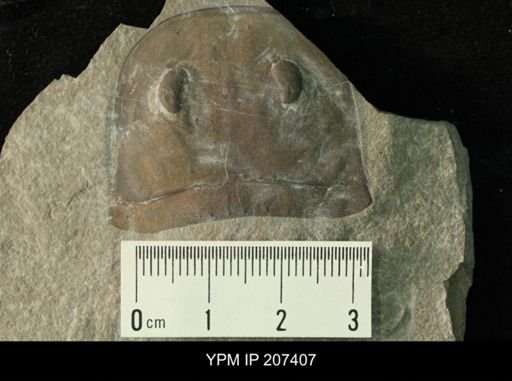Eurypterus