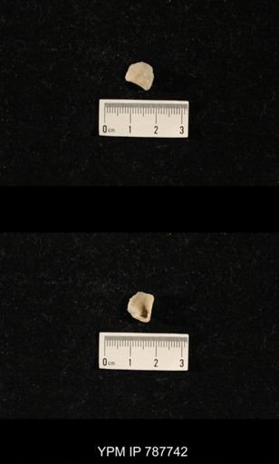 Brachiopoda