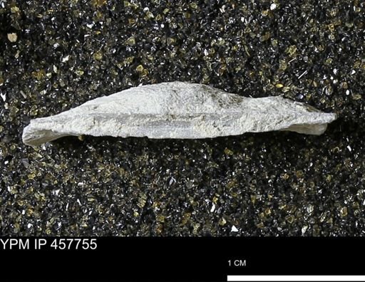 Strophodonta sp.