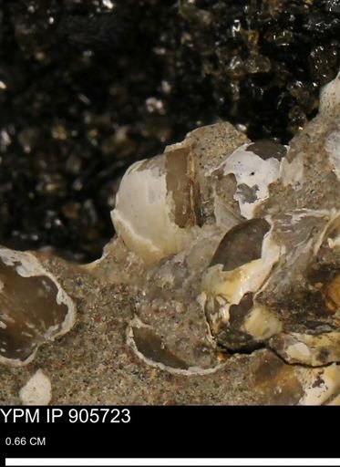 Corbulamella sp.