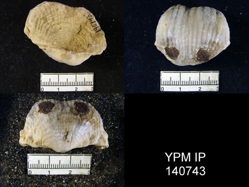 Productus (Dictyoclostus) indicus