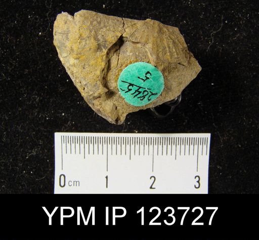 Stropheodonta patersoni bonamica
